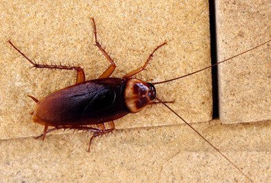 american-cockroach.jpg