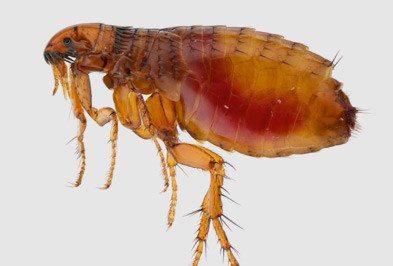 Fleas