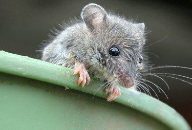 House Mice
