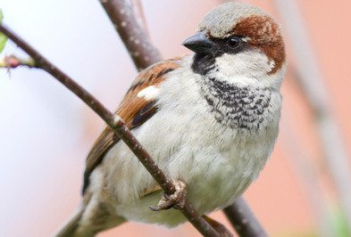 House Sparrows