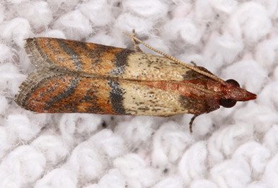 Indian Meal Moth Types Facts And How To Identify