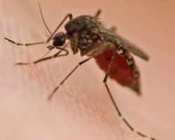 Mosquito sucking on a person's skin.