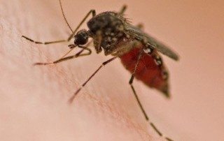 Mosquito sucking on a person's skin.