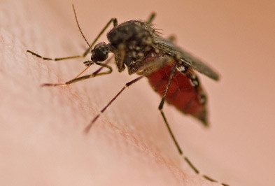Mosquitos