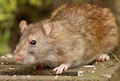 Norway Rats