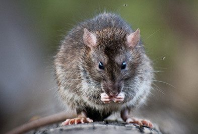 Charleston Rodent Control: Rat & Mice Removal Services - Metro