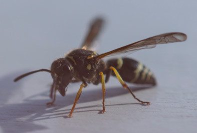 Wasps & Hornets