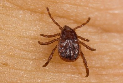 Ticks