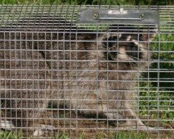 Raccoon trapped in a cage.