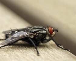 A house fly on the ledge of a table in houston tx home