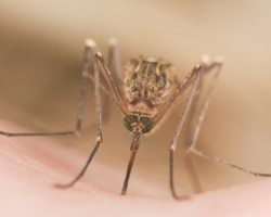 Mosquito sucking on a person's skin.