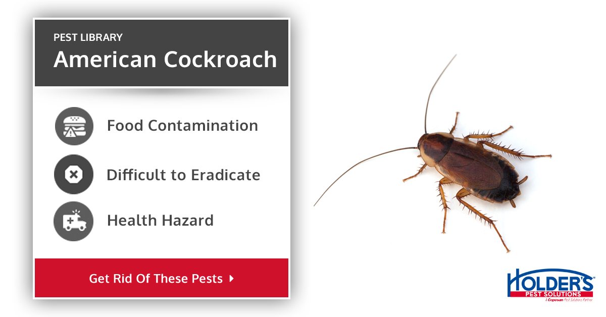 Roach Size Chart