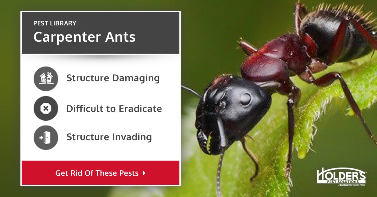 Carpenter Ant Identification Facts Holder's Pest Solutions