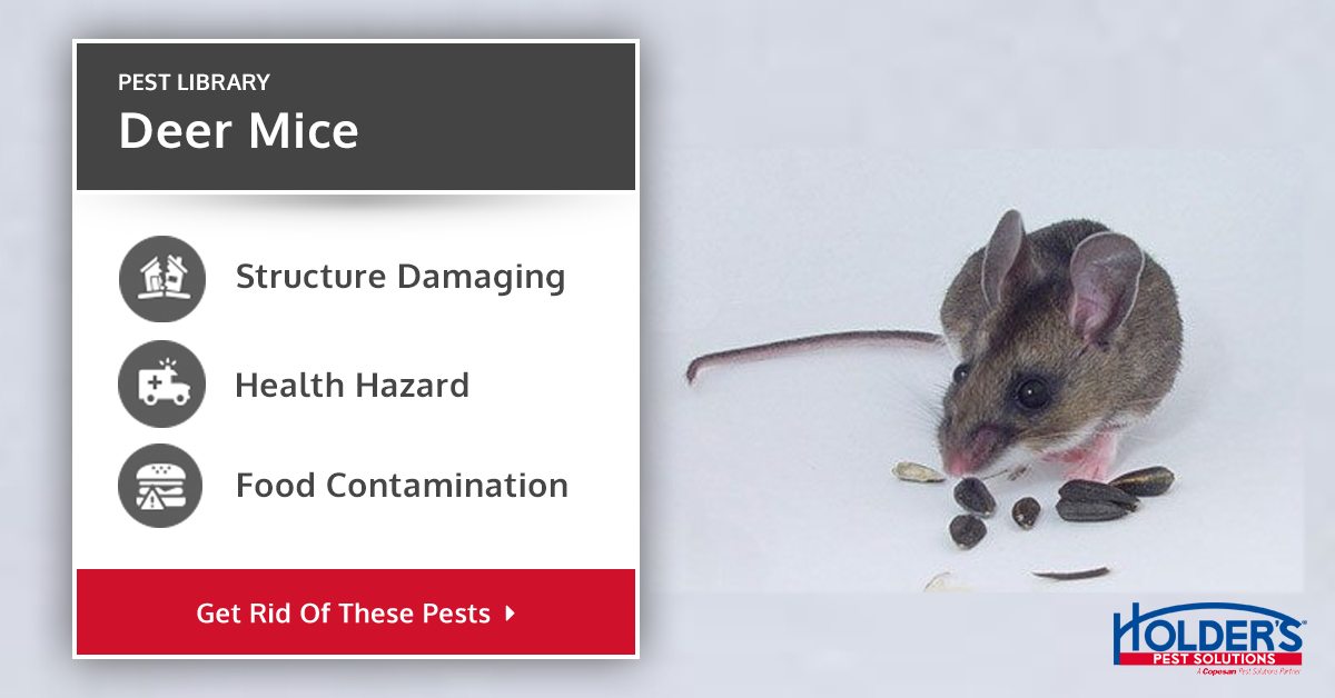 Deer Mice in Houston Holder's Pest Solutions