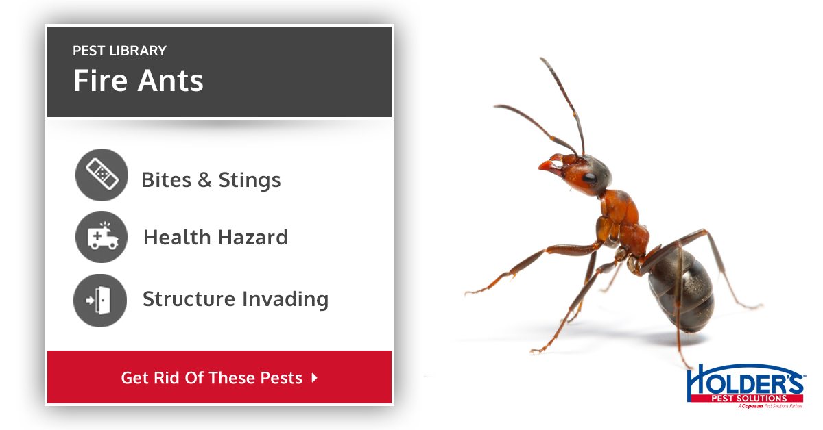 Fire Ants Types, Facts, and How to Identify Fire Ant Control