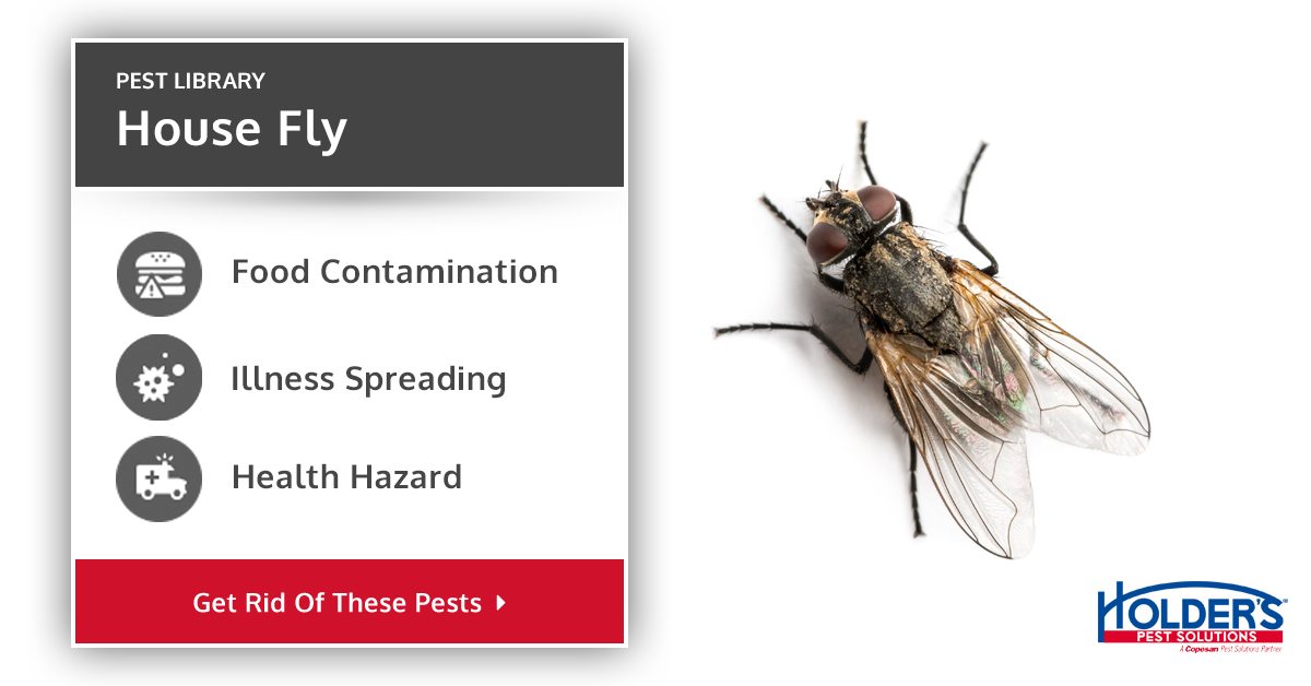 Flies Types, Facts, and How to Identify Fly Pest Control Holder's