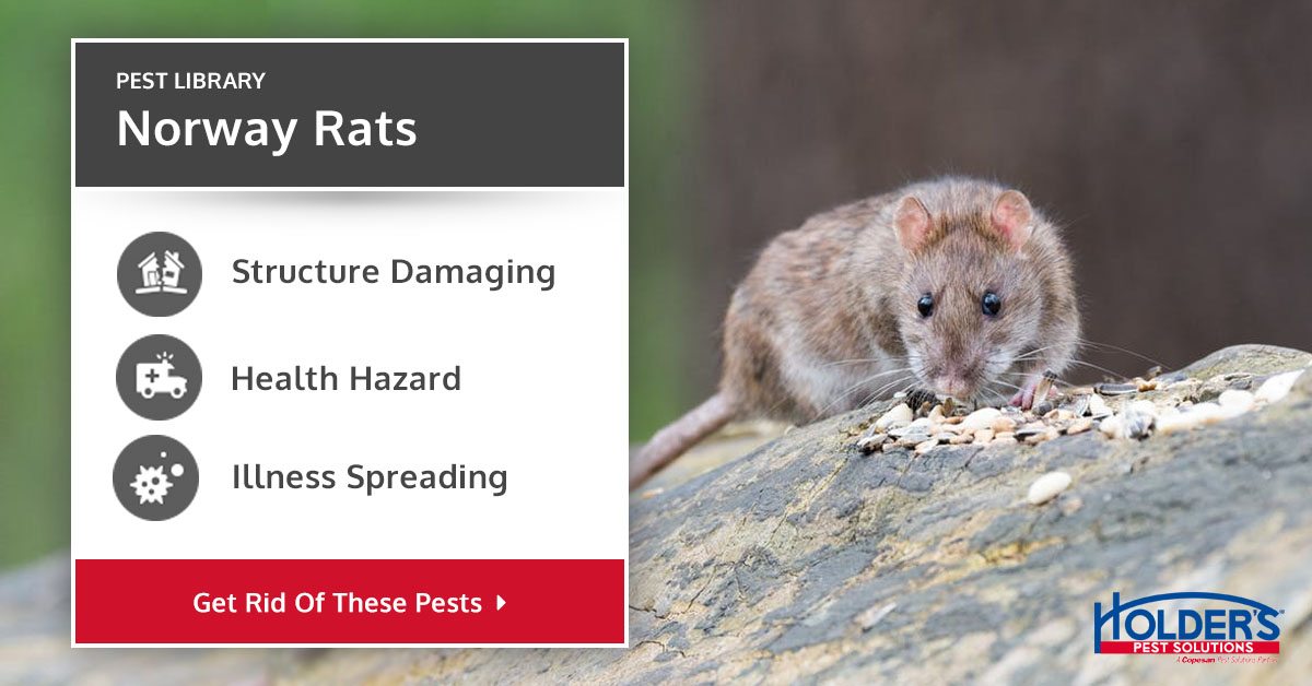 Norway Rat Types, Facts, and How to Identify Norway Rat Control