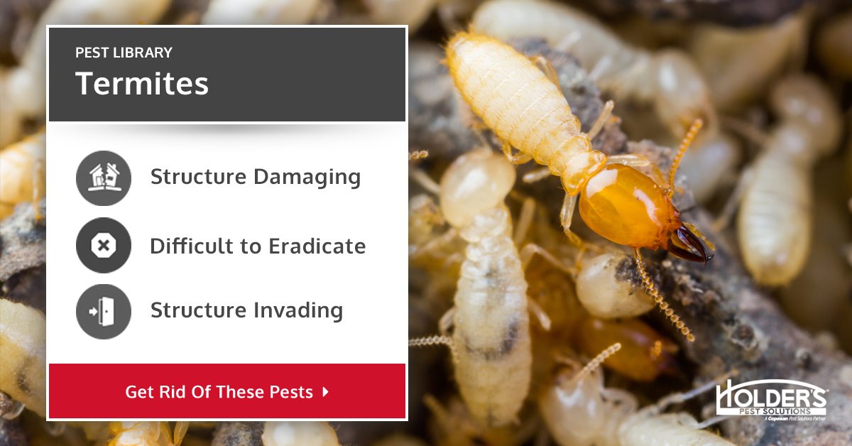 Termites Types, Facts, and How to Identify Termite Services