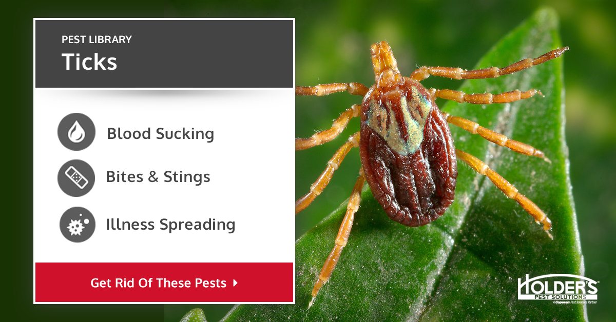 Bed ticks 