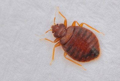 Bed Bugs - Types, Facts, and How to Identify | Bed Bug
