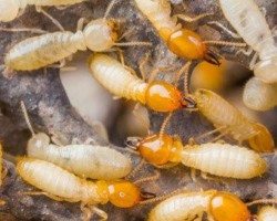 Swarm of Termites on a branch.