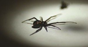 Black Widow crawling.