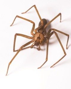 Brown Recluse Spider on white background.