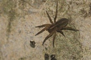 Brown Wolf Spider crawling towards bugs.