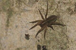 Texas Spiders Identification Chart
