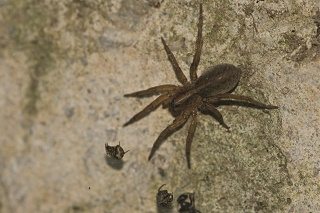 Brown Spider Identification Chart