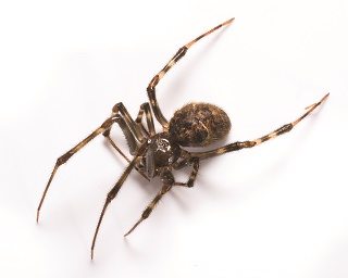 Texas Spider Identification Chart
