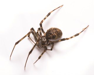 Texas Spiders Identification Chart