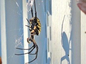 Yellow and black Garden Spider hanging from its web.