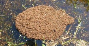 Nest of Fire Ants floating on a puddle of water.