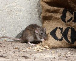 Mouse hiding next to burlap sack.