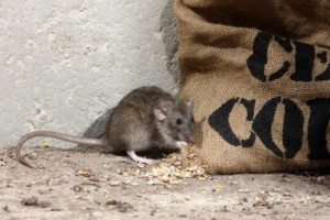 Rat hiding next to burlap sack.