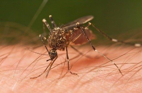 Mosquito sucking on persons skin.