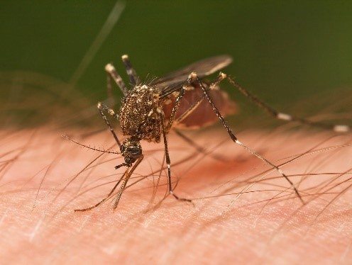 Mosquito sucking on persons skin.