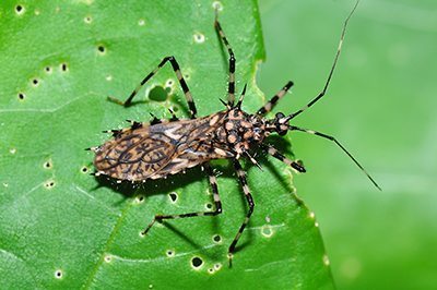 Brown and black Assassin Bug on a green leaf.