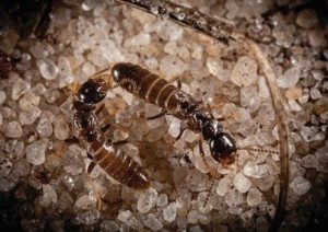Two brown termites on pea gravel.