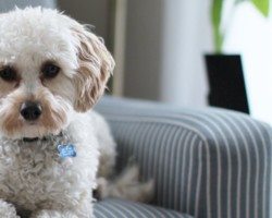 White curly dog laying on a blue and white striped chair.