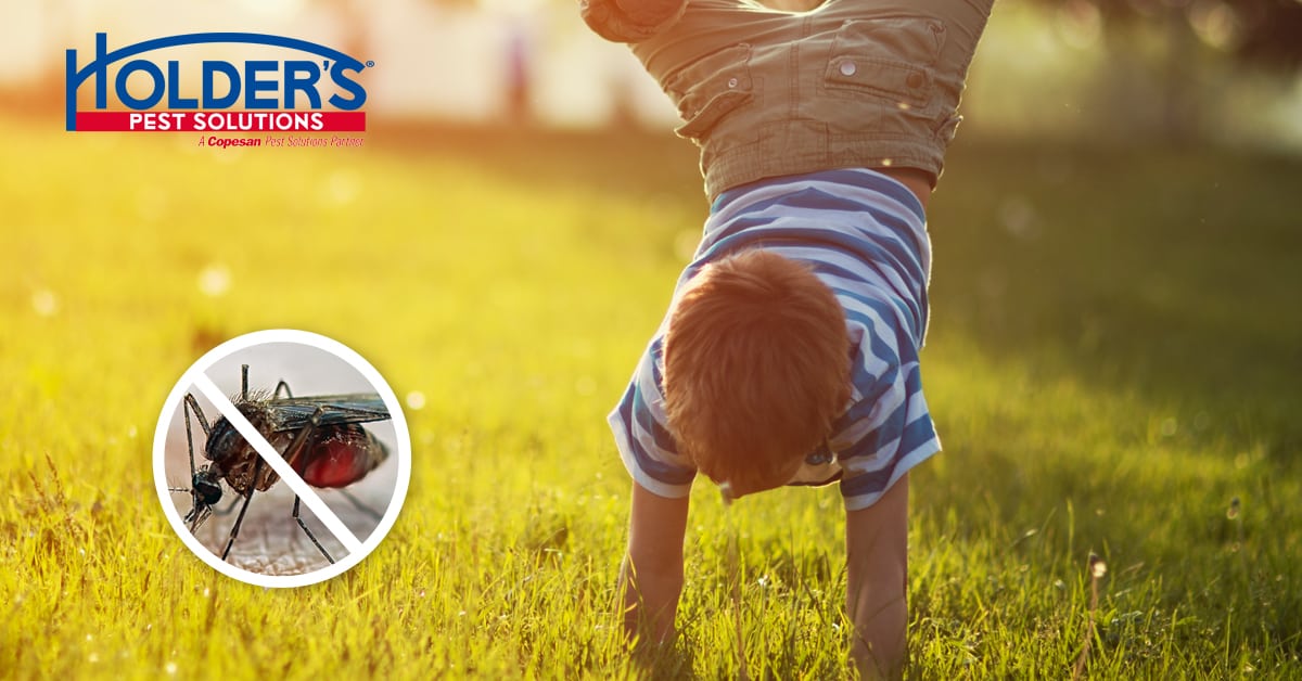 Mosquito Control for Yard Holder's Pest Solutions