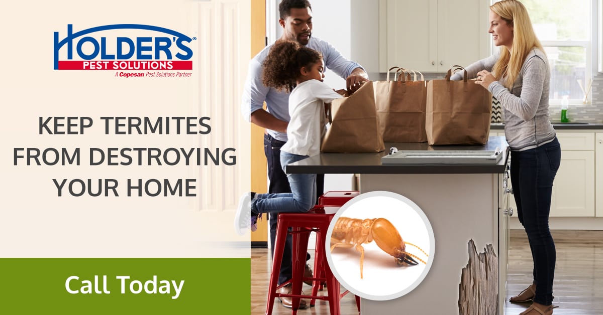 Houston Termite Control Termite Inspection Holder's Pest Solutions