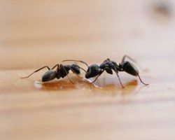 Two ants on a wooden surface.