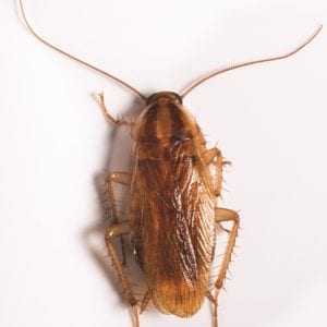 German Cockroach on beige surface.