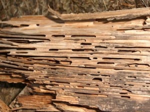 Termite damage on wood.